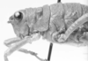 CollectionObject 1524467; a8712fe5-6b0a-4302-8120-61b0fbdc1621: female, head and pronotum, lateral view (holotype). (CollectionObject).
