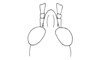 Lysacris festae (Giglio-Tos, 1898): Fig. 4. male, head, dorsal view. (Otu).