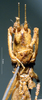 CollectionObject 1539571; ffddf332-545c-4500-94f6-a57b0c11c584: male frons (syntype). (CollectionObject).