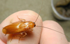 Parcoblatta fulvescens (Saussure & Zehntner, 1893): Copyright Alan Jeon. Parcoblatta fulvescens male, bred from Montgomery, Alabama parents. (Otu).