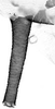 Aedeagus, lateral view.: Siphunculi (SI) of A. decepta. (Observation).