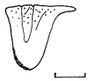 Rhomboptera selangorensis Muzamil, 2005: Fig. 4 (reproduced with permission). female pronotum, lateral view (scale bar 5 mm). (Otu).