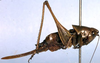 Dexerra serrata Rentz, 1985: female, lateral view (paratype). (Otu).