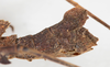 CollectionObject 1557776; db09e5e6-a031-42c2-8b75-5c488b61d0ea: copyright NMW. female: end of abdomen, lateral view (syntype). (CollectionObject).;CollectionObject 1557777; 022a4bd5-75b3-4878-9016-fc44d8d98d1b: copyright NMW. female: end of abdomen, lateral view (syntype). (CollectionObject).