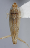 Habitus, dorsal view: !! display not done !! on Scaphytopius n. sp. EC2: Scaphytopius Ball, 1931: (Observation).