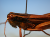 CollectionObject 1514303; 682146b5-21be-4e20-ab0e-d8de25e1fe71, MLP3381/2: female, head and pronutum dorso-lateral view (paratype). (CollectionObject).