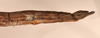 CollectionObject 1561316; b414e1dc-8993-42e9-9cb7-4610bec32019: copyright OUMNH. female: end of abdomen, lateral view of synonym Metriotes dictys (holotype). (CollectionObject).