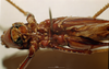 CollectionObject 1537782; NNM 3225789, 44e53737-8458-4fcf-9ea8-ff803b6da8a6: female, ventral view. (CollectionObject).