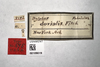 Other: !! display not done !! on Stenocranus (Codex) dorsalis (Fitch, 1851): (Observation).
