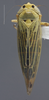 Habitus, dorsal view: !! display not done !! on Cicadula (Cicadula) quadrinotata (Fabricius, 1794): Dorsal. (Observation).