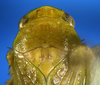 Head on Rugosella obrienorum (Freytag & DeLong, 1971): Male holotype [OSU]: head, pronotum and mesonotum, dorsal view. (Observation).