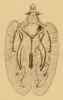 Habitus, dorsal view on Atracodes indutus (Melichar, 1902): (Observation).