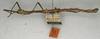 CollectionObject 1556999; 0f637f63-c577-43ff-9ede-137f3cd16317: copyright NMW, Vienna. male, lateral view (holotype). (CollectionObject).