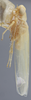 Habitus, lateral view on Edwardsiana plebeja (Edwards, 1914): Lateral - Male. (Observation).