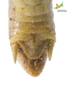 CollectionObject 1849211; 18829aed-037d-4b0e-9af4-ad246edd19df, Unioeste Cascavel K-0053: Male. End of abdomen, dorsal view. (CollectionObject).