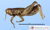 CollectionObject 1564949; 3997081e-b12e-40ca-8793-ff750cc75446, MLP1118/3-11': male, lateral view (paratype). (CollectionObject).