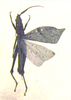 Trigonopteryx (Trigonopteryx) sumatrana Willemse, 1930: Fig. 51 (specimen from collection in London). male, dorsal view. (Otu).