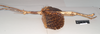 CollectionObject 1557415; 763340e1-94e5-46cf-925e-ed807ebb70d3, NHMUK(SF IMPORT DUPLICATE) 844927: copyright Natural History Museum, London. female, lateral view (holotype). (CollectionObject).