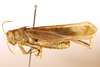 CollectionObject 1589296; 45c3ee4c-ea0b-4d1b-8f2e-ceec46a70713: male, lateral view (syntype). (CollectionObject).