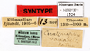 CollectionObject 1587608; MNHN(SF IMPORT DUPLICATE) MNHN-EP-EP1524, 5dd41185-d8b7-4753-917b-7317104a41bf: CC BY-NC-ND 4.0/MNHN - Depraetere Marion - 2014. Syntype, female, of variabile Shelford, 1910. Specimen number: MNHN-EP-EP1524. http://coldb.mnhn.fr/catalognumber/mnhn/ep/ep1524. (CollectionObject).
