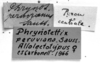 CollectionObject 1506637; 983b312e-5917-443e-a539-f60588f21157: Image Carbonell, C.S. labels (syntype or lectoallotype). (CollectionObject).