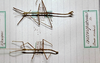 CollectionObject 1561480; 75e3de03-9f05-4be1-b4c7-e8a173e8faf7: copyright MHNG Geneva. male (syntypes). (CollectionObject).