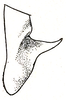 Orchelimum (Orchelimum) vulgare Harris, 1841: Pl. III, Fig. 39 (specimen from Massachusetts). male left cercus, dorsal outline. (Otu).