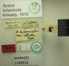 Nysius lichenicola Kirkaldy, 1910: Nysius lichenicola. Syntype. (BMNH) - (CC BY-NC 4.0) Photo by Stuart Cole, reproduced with permission from the Natural History Museum, London, UK. (Otu).