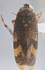 Habitus, dorsal view on Dicodia rhombifer (Linnavuori, 1956): Dorsal. (Observation).