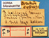 CollectionObject 1530732; 559953a5-118d-4b75-8683-688eb6265614, DORSA SAbraholHTM: labels (holotype). (CollectionObject).