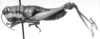 CollectionObject 1521358; f92db402-1d2b-4a4b-b022-62282064ea67: Image, Carbonell, C.S. at the British Museum, 1970. female, lateral view (holotype). (CollectionObject).