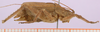 male, lateral view (holotype). Depicts CollectionObject 1479291; 7a493d0c-3db7-402b-87bf-df2569cae278, cbt019s04, a CollectionObject.