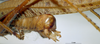 CollectionObject 1537783; NNM 3225790, 3564b5ea-c06e-4378-973d-aa982052fa21: male cerci. (CollectionObject).
