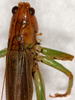 CollectionObject 1544463; 62d01db0-c482-4d6c-a4fc-d35b9f824f05: female, dorsal view. (CollectionObject).
