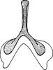 Connective on Alishania formosana (Matsumura, 1914): Connective. (Observation).