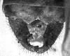 CollectionObject 1529686; 536a9bf8-1c65-4a4e-b619-e34942961727: male cerci (lectotype). (CollectionObject).