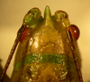CollectionObject 1564957; b79ac086-7787-4239-8bbe-419223c201bb: male head, dorsal view (holotype). (CollectionObject).