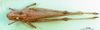 CollectionObject 1501434; ca0dab76-4ba5-46cc-b56f-903365c8b2c7: female, dorsal view (holotype of Gastrimargus foveolarum). (CollectionObject).