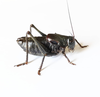 male, lateral view. Depicts CollectionObject 1584852; d68fd8e6-f619-4aaf-a087-404f8af47500, a CollectionObject.