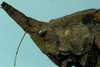 CollectionObject 1533183; 7be62e41-b2e9-450f-813a-e060cec74df2: male head and pronotum, lateral view (holotype). (CollectionObject).