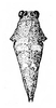 Hirrius punctatus (Stål, 1877): Fig. 4. male, dorsal view. (Otu).