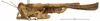 CollectionObject 1521835; OUM 717, 53802070-5e3e-41fd-ac7d-7f0ded875df9: male, lateral view (holotype). (CollectionObject).