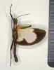 CollectionObject 1558268; f3dad98e-bffc-419f-b891-eed915efa757: copyright MIZ, Warsaw. male, ventral view (syntype). (CollectionObject).;CollectionObject 1558269; b4cef16c-4cb8-45c5-b455-7adc37dbc9d4: copyright MIZ, Warsaw. male, ventral view (syntype). (CollectionObject).