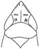 Head: !! display not done !! on Flexamia reflexa (Osborn & Ball, 1897): head, dorsally. (Observation).