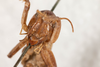 CollectionObject 1475002; 0c7dc88e-84d3-455e-a200-7f087d2be611: female, anterior view (syntype). (CollectionObject).