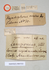 CollectionObject 1561821; c6b78b68-04f1-4a26-a7fa-c3d8ba93f2b9: copyright Natural History Museum, London. female, data labels (holotype). (CollectionObject).