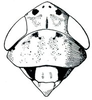 Head: Endria inimica, head, pronotum, and mesonotum, dorsally. (Observation).