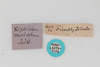 CollectionObject 1506490; f8e56635-8ac9-4f90-8cfb-a2e9f4842349: male, labels (paralectotype). (CollectionObject).