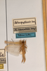 CollectionObject 1532900; 79ee8bd7-2f4d-44c2-9a3b-9c28308aadb7: male, on drawer (holotype). (CollectionObject).