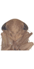 Head on Exitianus indicus (Distant, 1908): Face. (Observation).